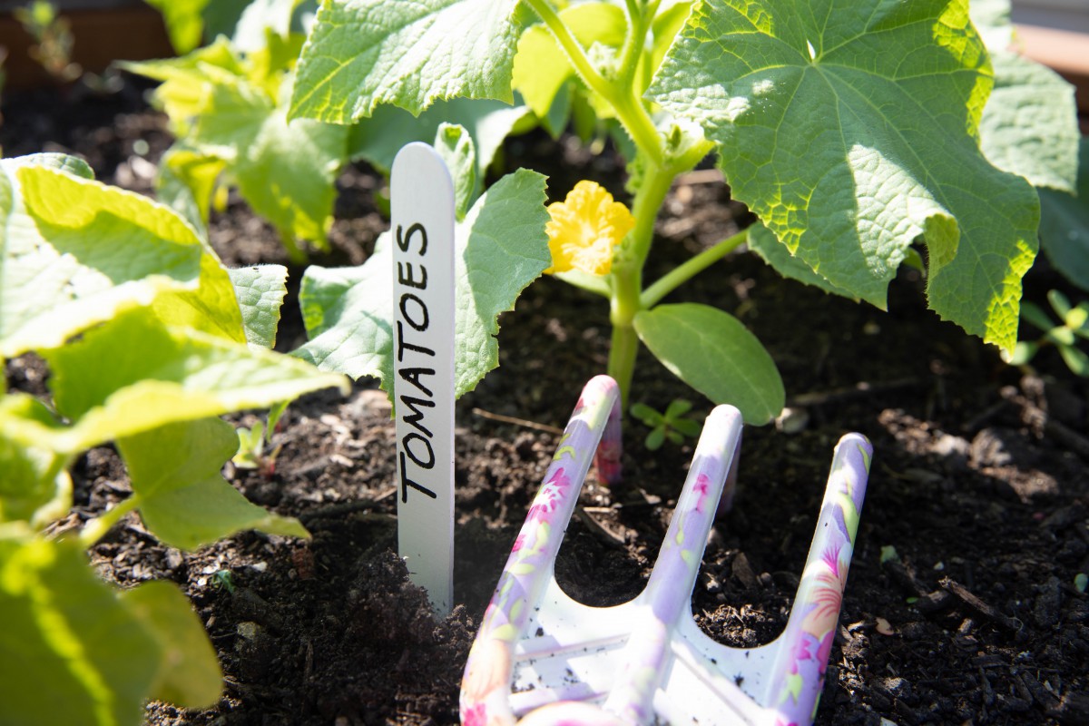 Young tomato plants growing in a garden with a small gardening fork nearby.
