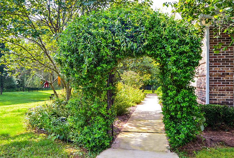 A lush garden archway covered in greenery, leading to a serene pathway.