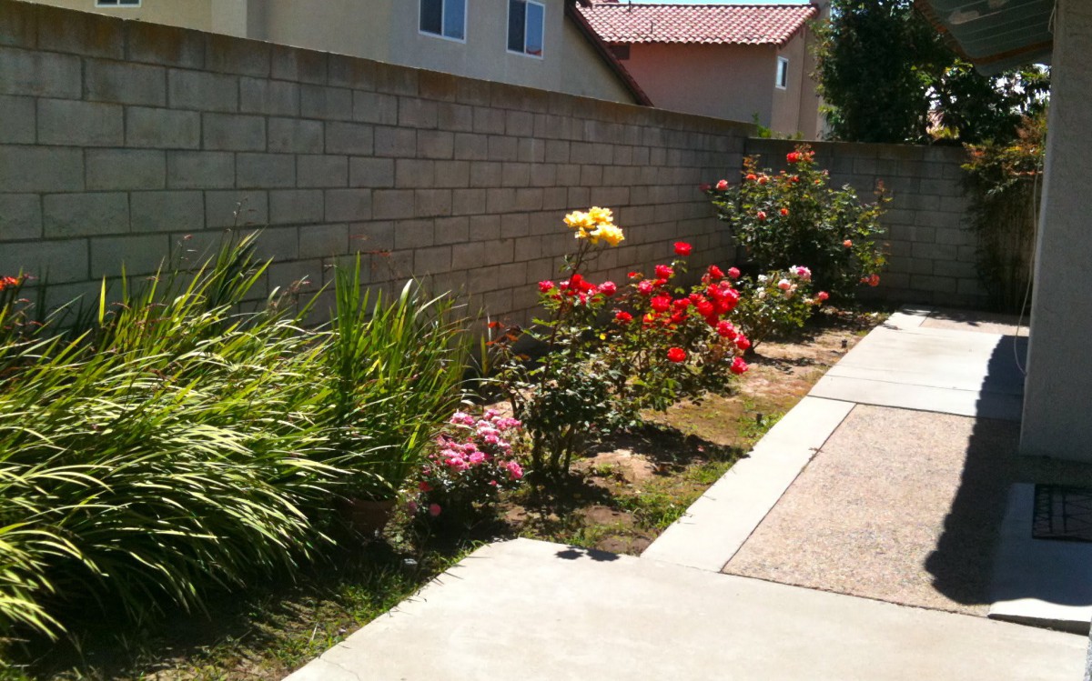 A vibrant garden with blooming roses and various plants along a sidewalk next to a brick wall.