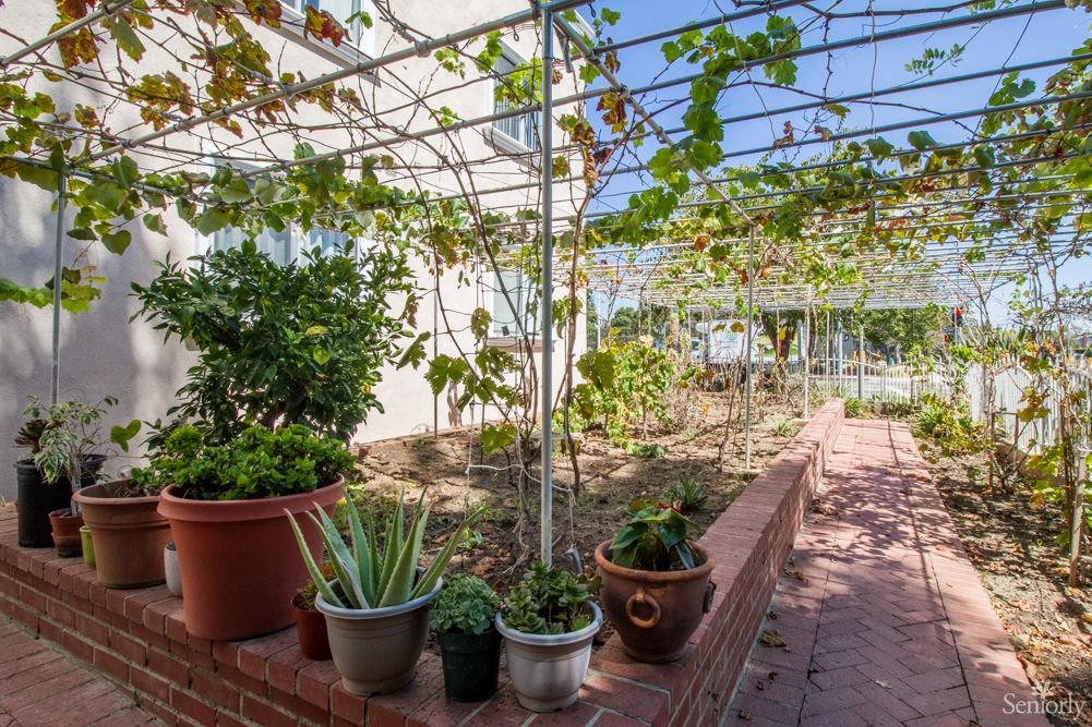 A garden with a variety of potted plants, vines growing on a trellis, and a brick pathway.