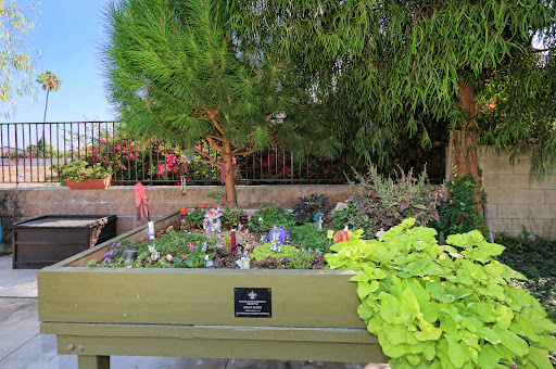 A vibrant garden featuring a variety of plants and flowers in a raised bed.