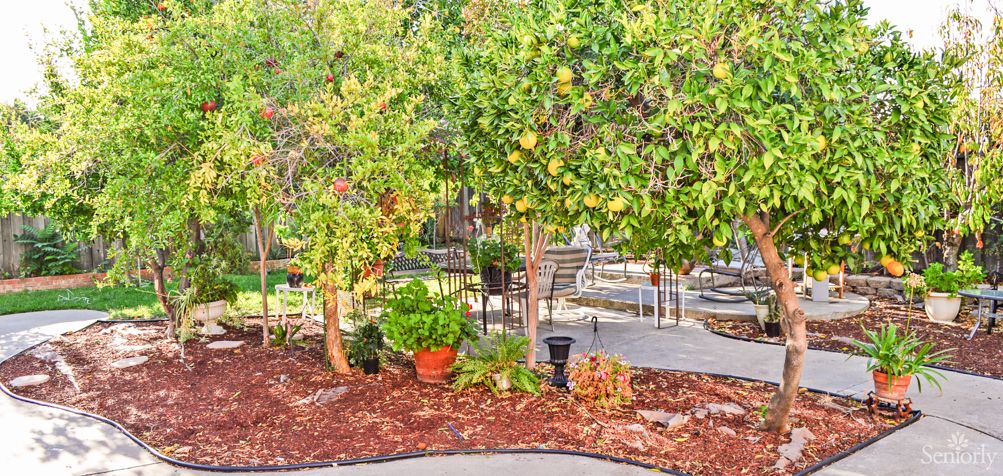 A vibrant garden scene with lush trees and greenery.