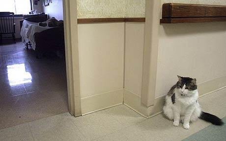 A cat sitting in the corner of a hallway inside a house.