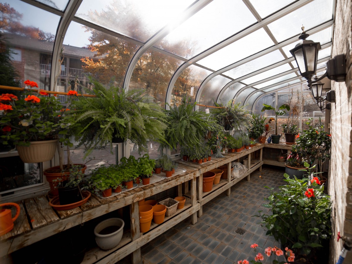 A sunlit greenhouse filled with a variety of potted plants on wooden shelves.