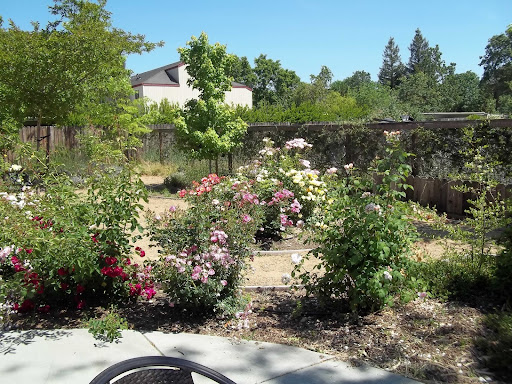 A serene garden filled with blooming flowers under a clear blue sky.