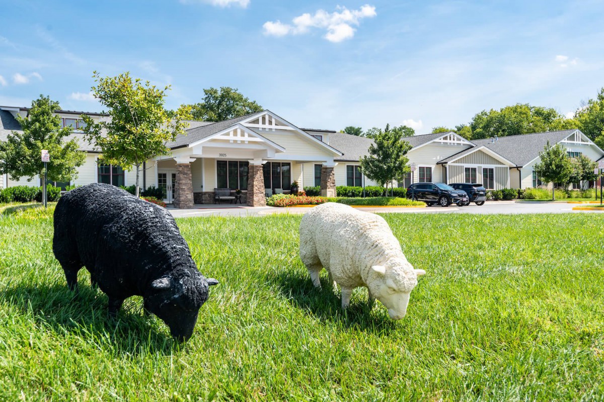 Two goats grazing on a lawn in front of a suburban house.