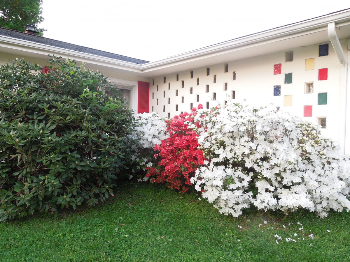 A modern house with a colorful garden featuring red and white flowering bushes.