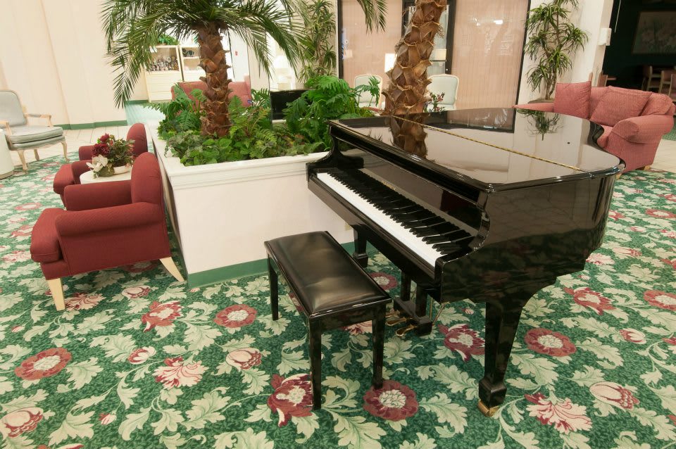 A grand piano with a bench in a decorated indoor space featuring plants and floral carpet.
