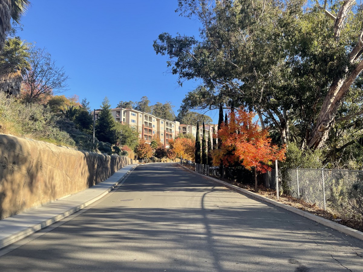 A sunlit road lined with autumn trees leading towards a building.
