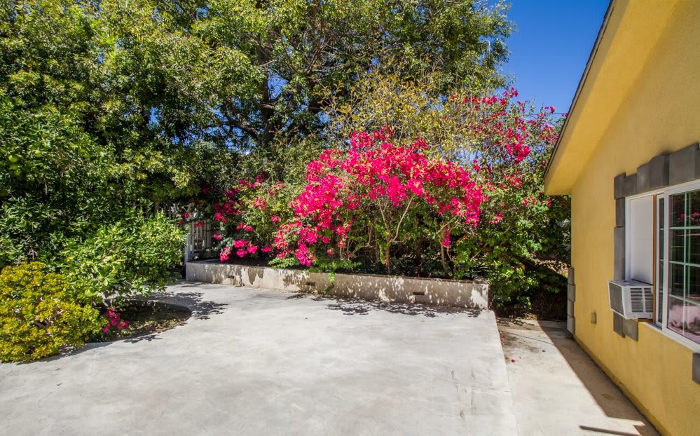 A vibrant garden with blooming bougainvillea and lush green trees on a sunny day.