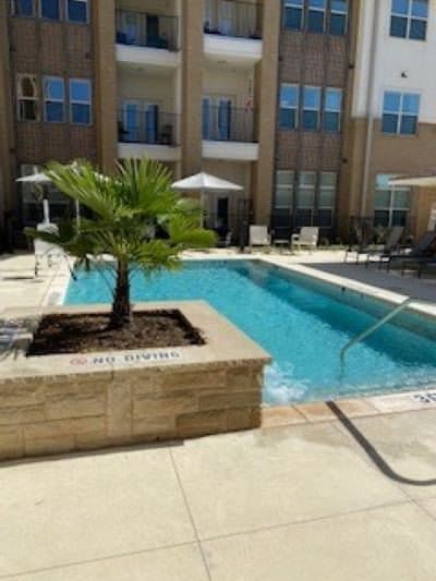 Outdoor pool area with a palm tree and lounging chairs.