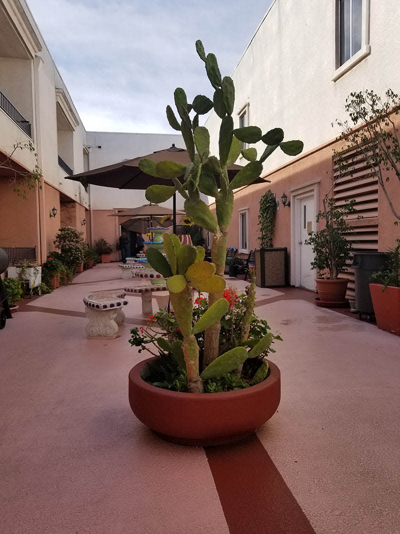 A cactus in a large pot adorns a charming courtyard patio.