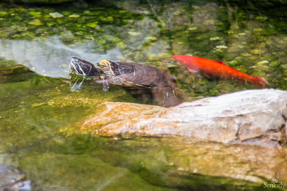 A turtle and a fish swimming in a pond surrounded by rocks and aquatic plants.