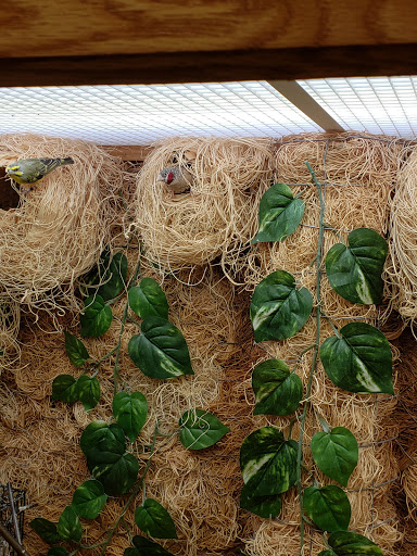 A beautiful display of indoor plants and natural decor, showcasing lush greenery intertwined with woven nests.