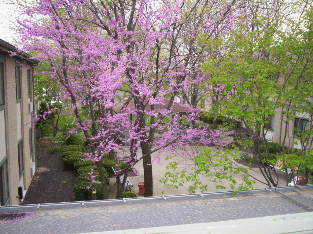 A vibrant spring scene with blooming trees and pink blossoms.
