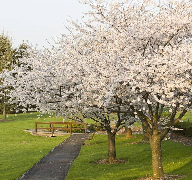 A serene pathway lined with blooming cherry blossom trees in a park during spring.