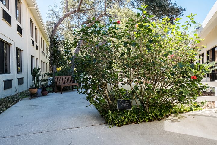 A serene garden path lined with lush greenery and a wooden bench under the sunlight.