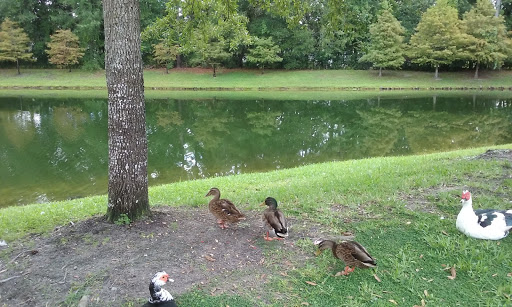 A serene park scene featuring ducks resting by a pond.
