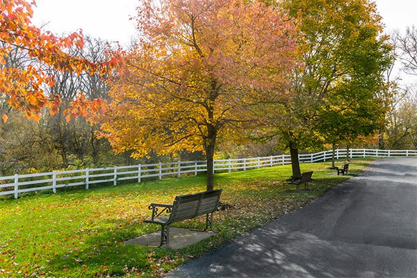 A peaceful park scene with benches under trees displaying vibrant fall colors.