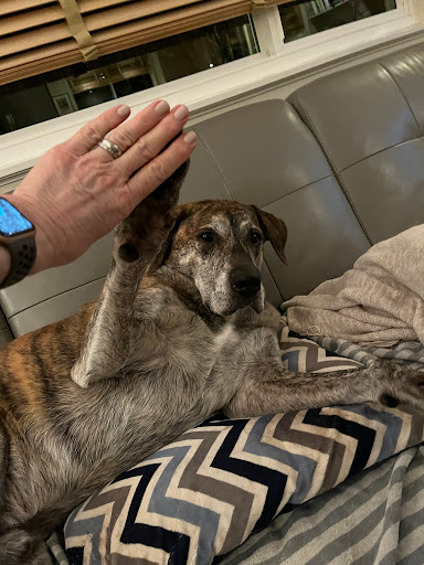 A dog sitting on a couch raises its paw while a hand reaches out.