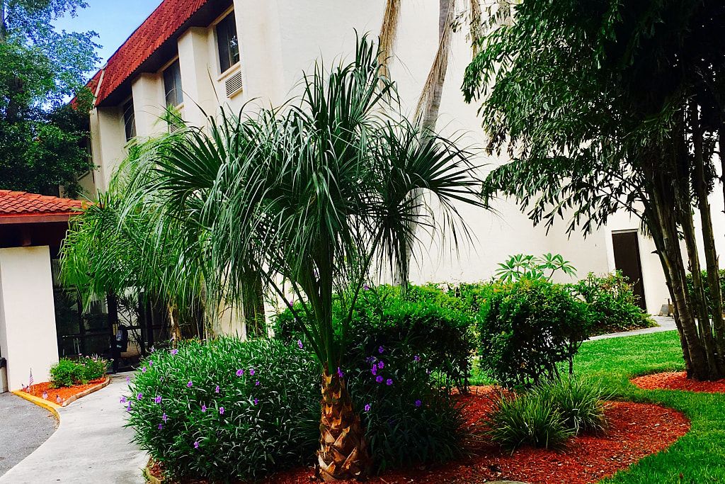 A well-maintained garden with a palm tree and various shrubs in front of a building.