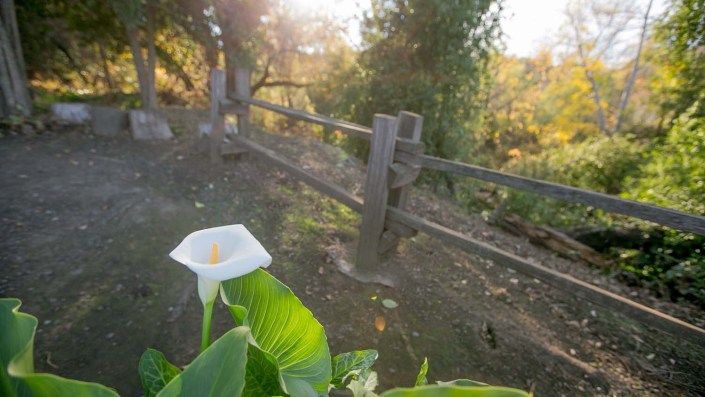 A serene outdoor scene featuring a white flower by a rustic wooden fence, with warm sunlight filtering through the trees.