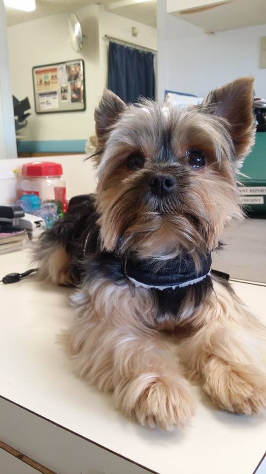 A cute Yorkshire Terrier sitting on a table.