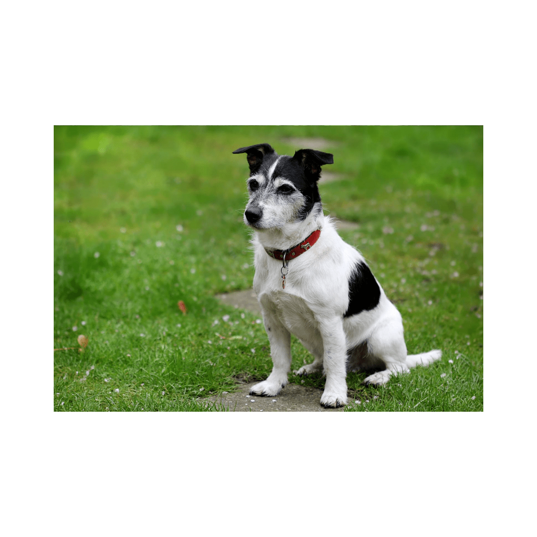 A small dog with black and white fur sitting on grass.