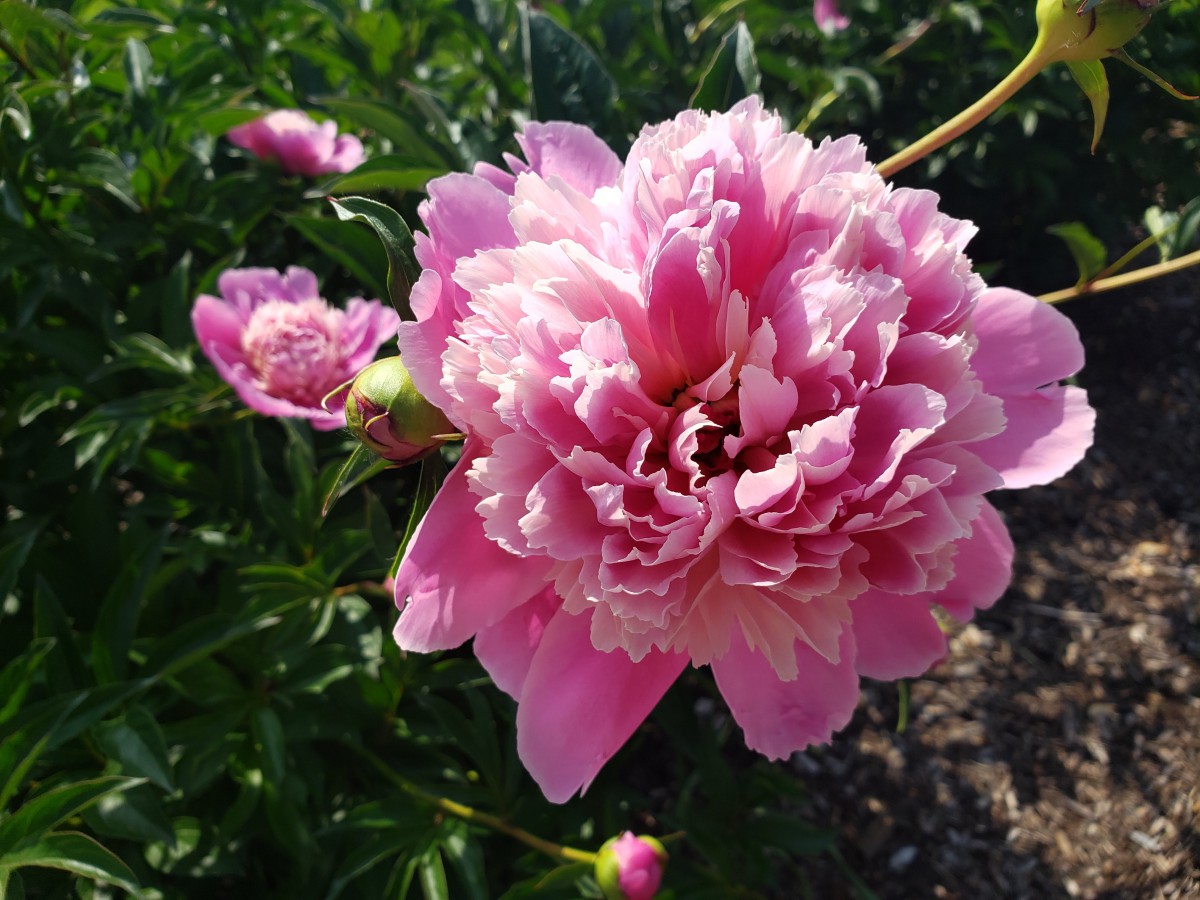 A vibrant pink peony in full bloom surrounded by lush green foliage.