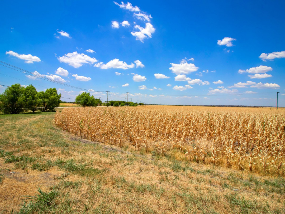 A vast cornfield under a bright blue sky with scattered clouds, capturing the essence of rural agriculture.