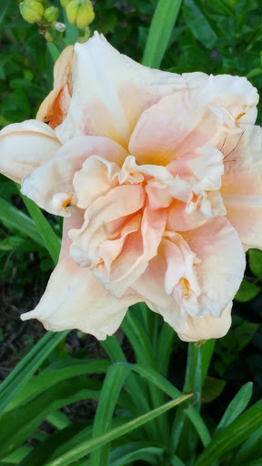 A beautiful peach-colored flower in full bloom, showcasing its delicate petals.