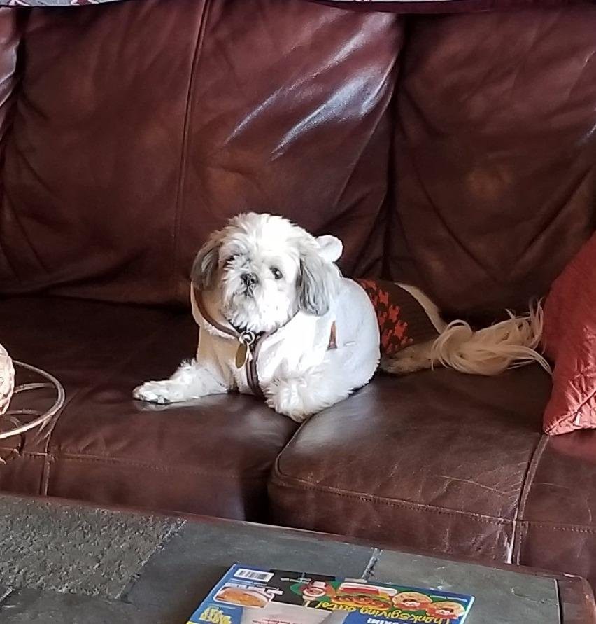 A cute dog wearing a costume relaxing on a brown leather couch.