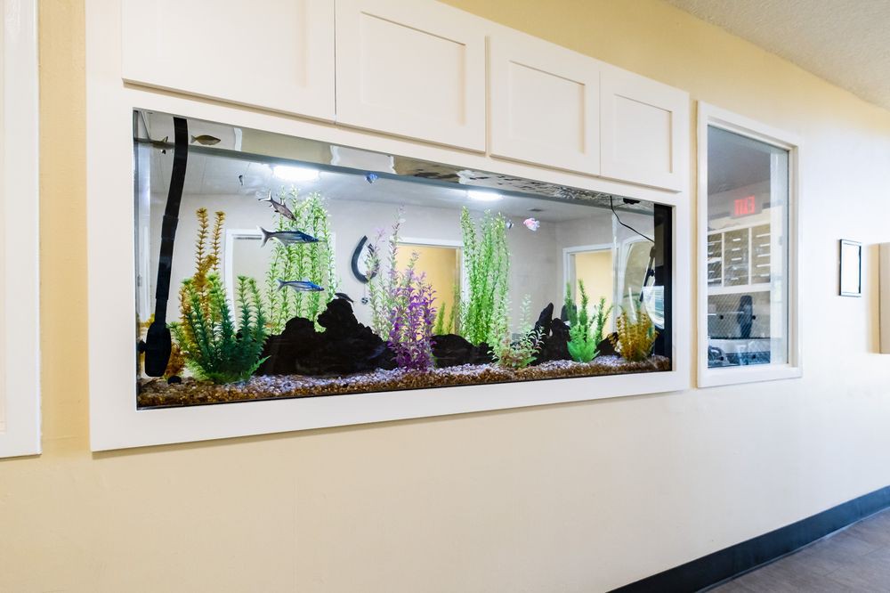A decorative indoor aquarium with plants and rocks.