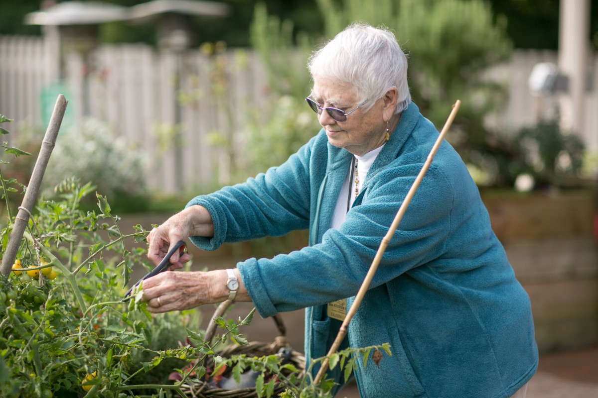 An elderly woman wearing a blue jacket is pruning plants in a garden.