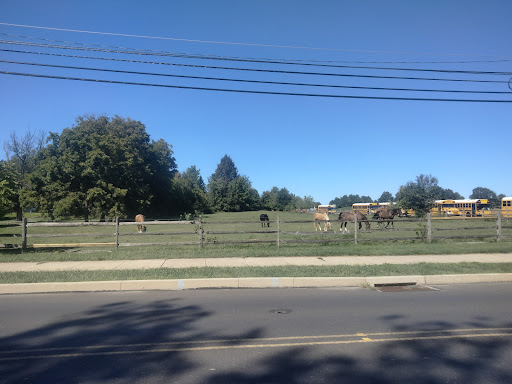 A peaceful scene of cattle grazing in a fenced pasture under a clear blue sky.