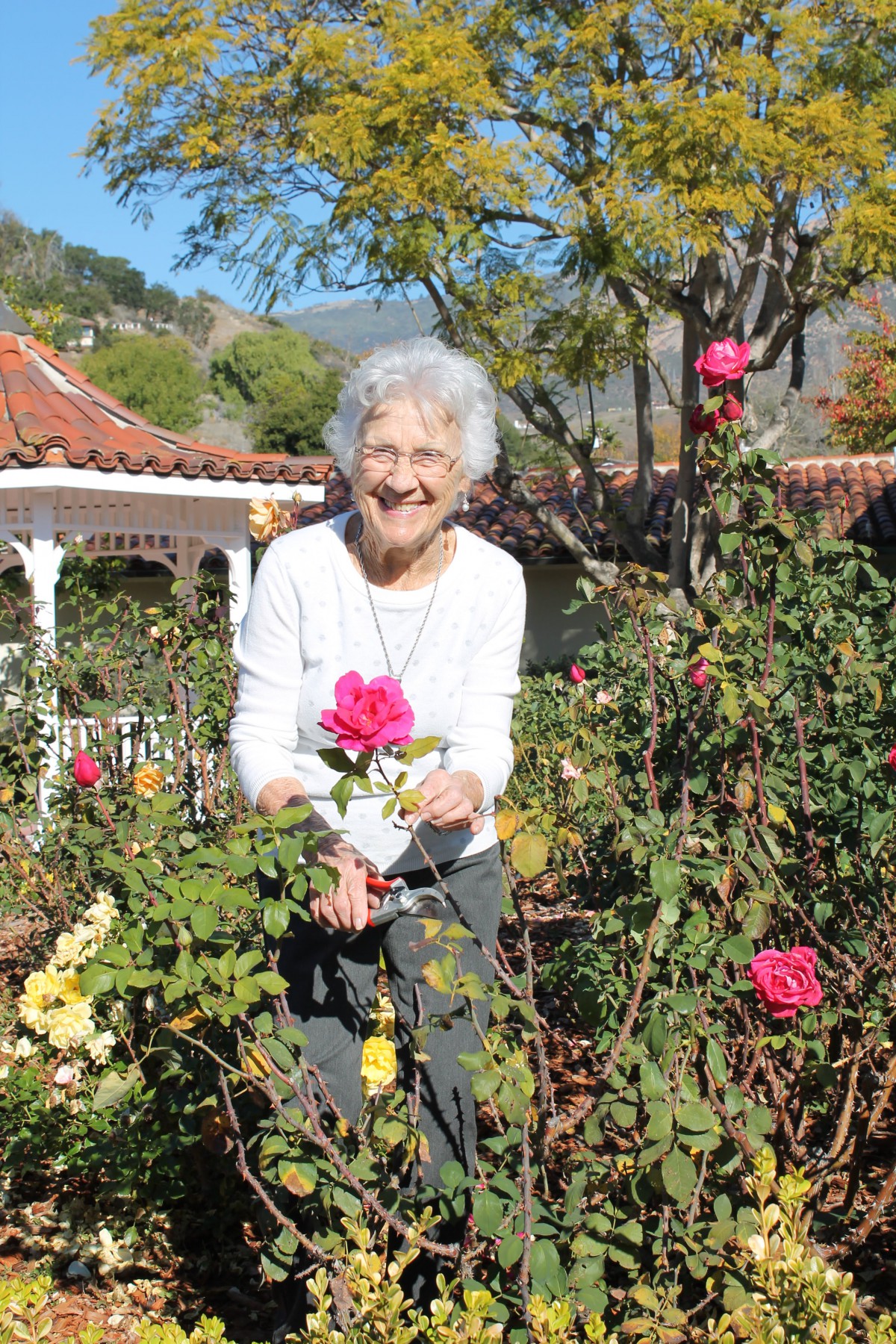 An elderly woman enjoying a sunny day in a garden full of roses.
