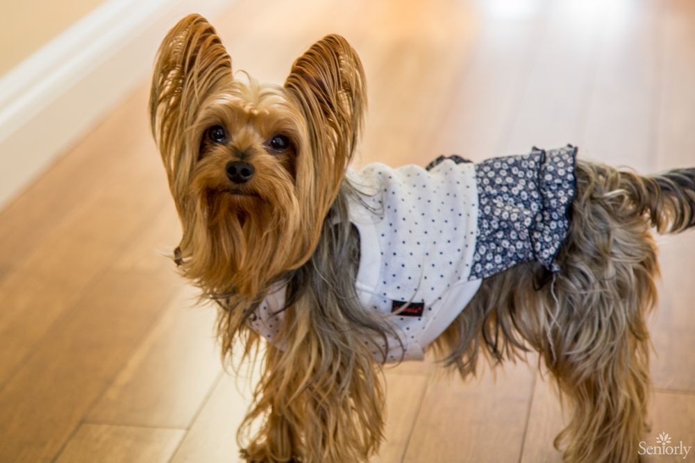 A cute Yorkshire Terrier dressed in a stylish outfit indoors.