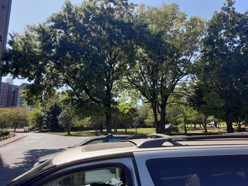 A serene view of trees and a parked car under a clear blue sky.