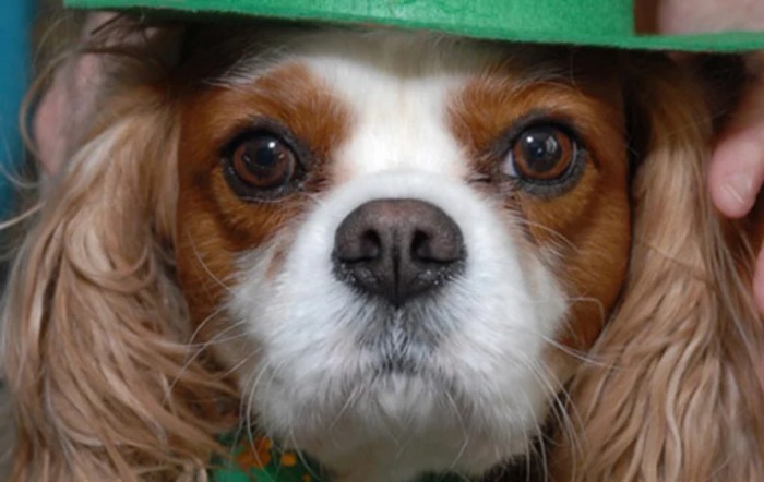 A close-up of a Cavalier King Charles Spaniel looking at the camera.