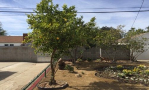 A backyard garden featuring a tree surrounded by sparse vegetation.