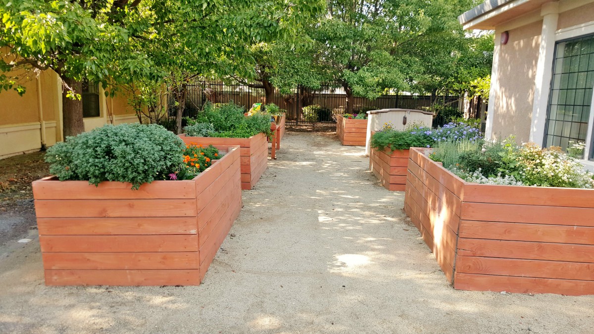 A serene vegetable garden with wooden raised beds along a sandy pathway.