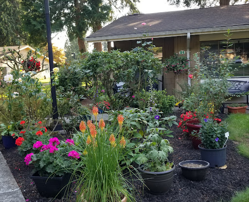 A vibrant garden filled with various flowering plants and greenery, creating a serene outdoor space.