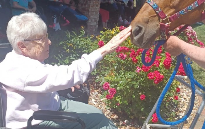 An elderly person in a wheelchair interacting with a horse outdoors, surrounded by vibrant flowers.