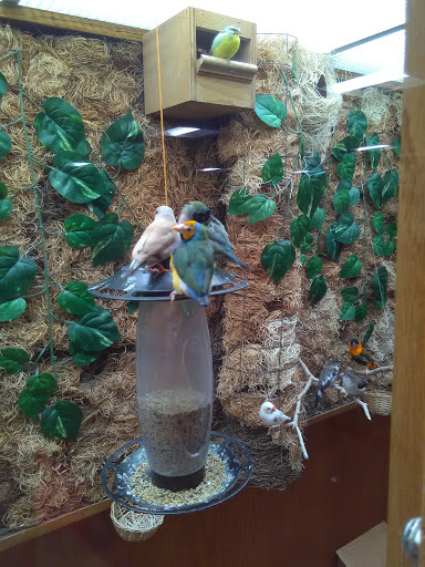 A vibrant display of pet birds enjoying their time in an aviary surrounded by greenery.