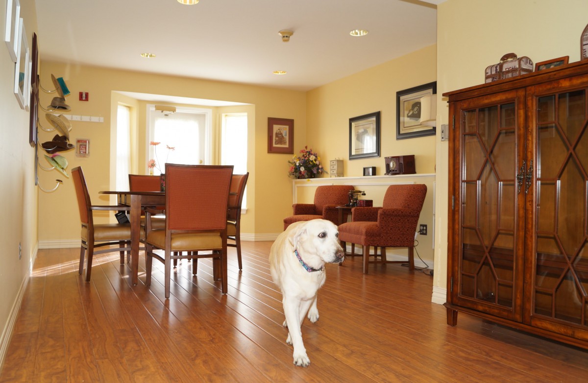 A cozy living room with a dog walking across the hardwood floor.