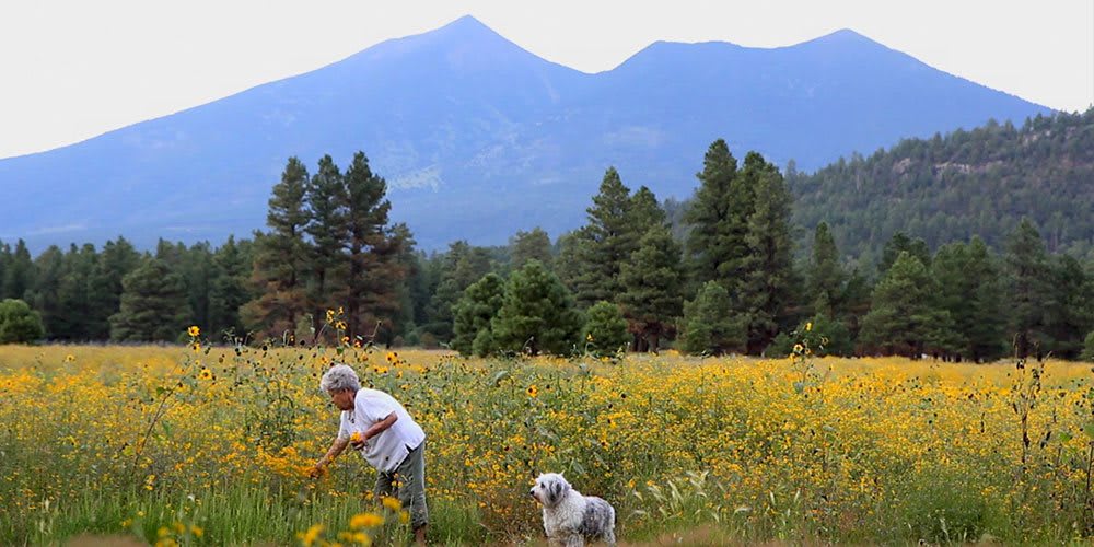 A person and a dog enjoying a field of wildflowers with mountains in the background.