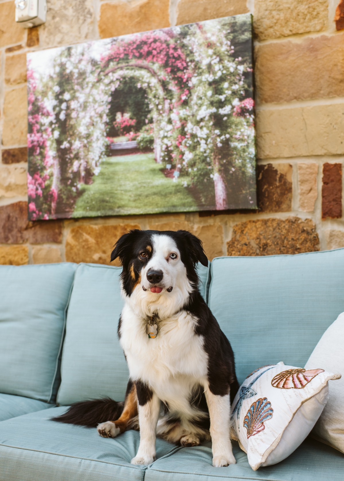 A dog sitting on a sofa in a cozy living room with wall art.