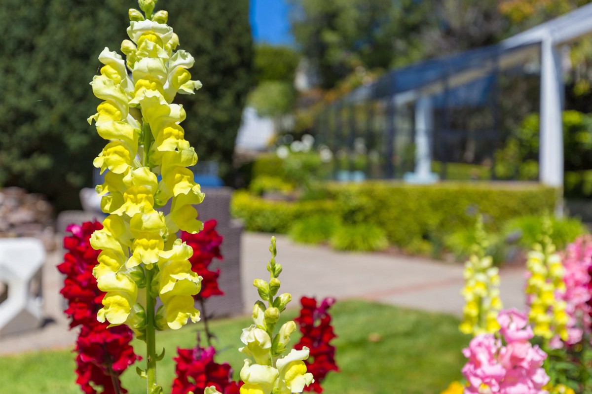 Colorful snapdragon flowers in a sunny garden.
