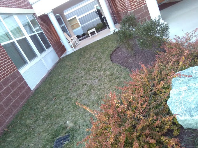 A small grassy lawn with shrubs located outside a building with brick walls.