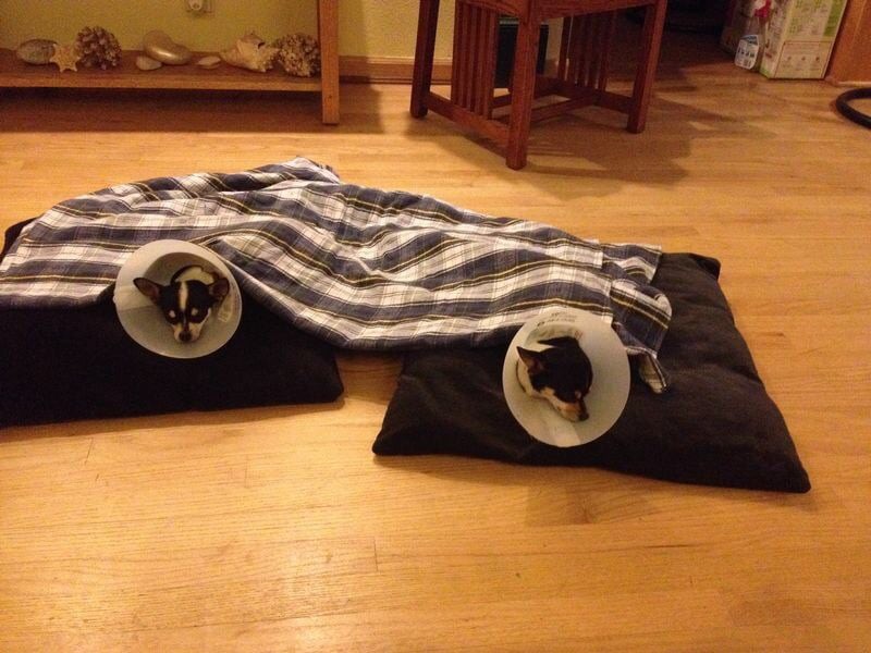 Two dogs resting under a blanket with recovery cones, lying on pillows indoors.